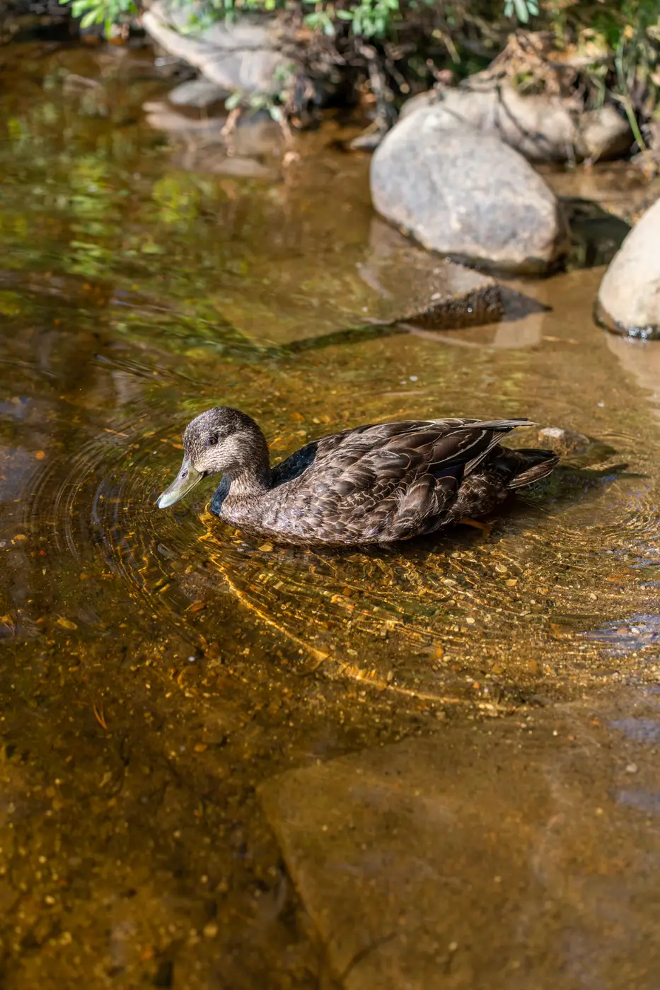 Wildlife at Killarney Lodge in Algonquin Park.