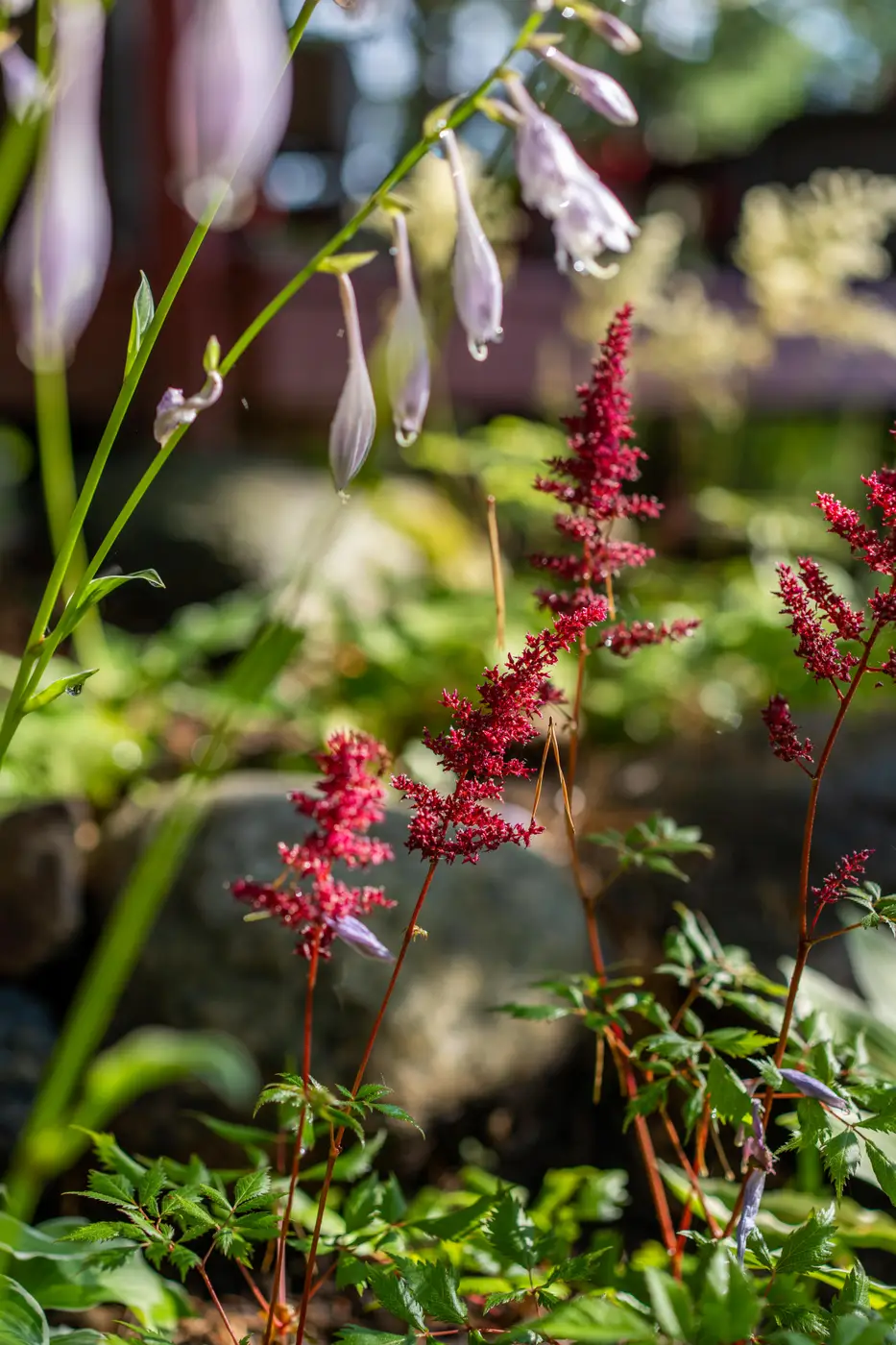 Nature blooming at Killarney Lodge in Algonquin Park.