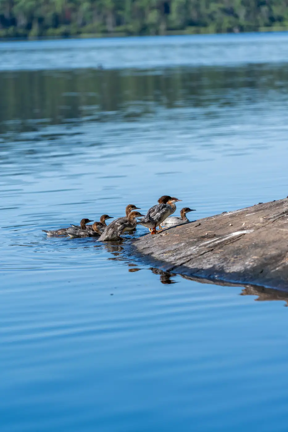 Wildlife at Killarney Lodge in Algonquin Park.