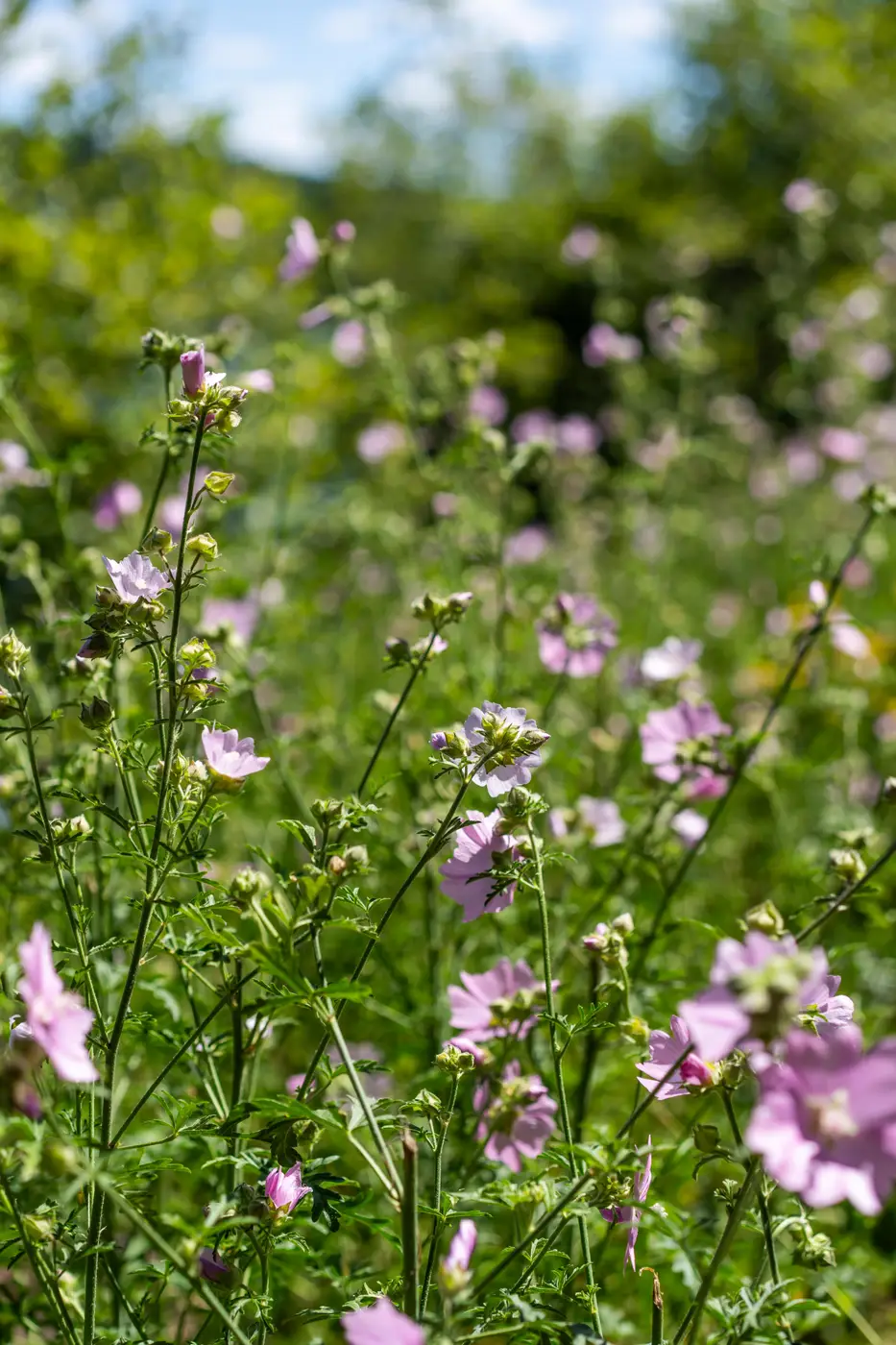 Nature blooming at Killarney Lodge in Algonquin Park.