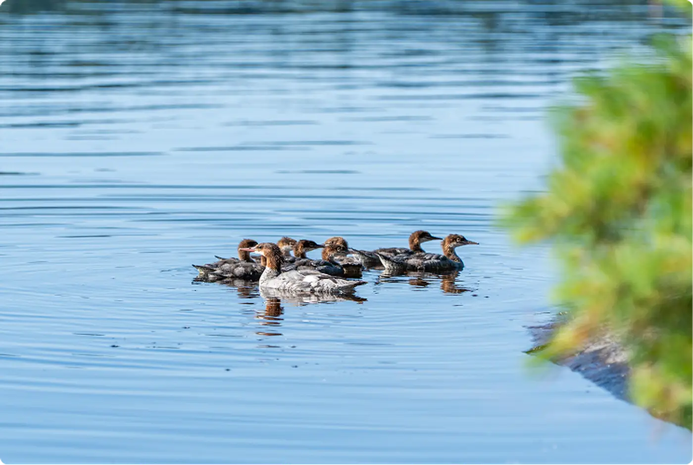 A group of ducklings swimming near the shoreline at Killarney Lodge in Algonquin Park.