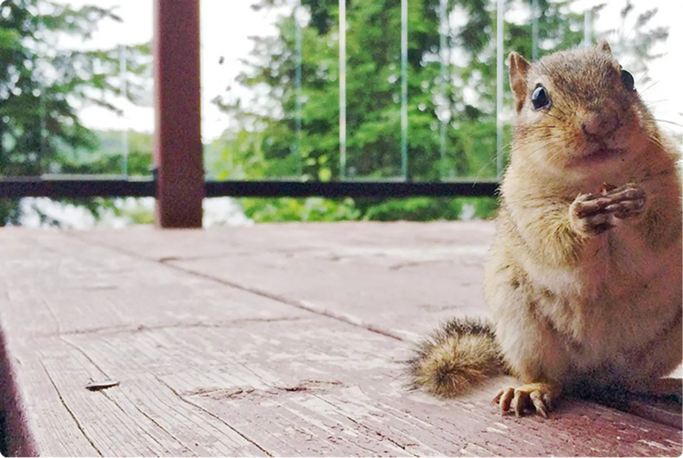 Friendly chipmunks visiting a cabin deck at Killarney Lodge in Algonquin Park.
