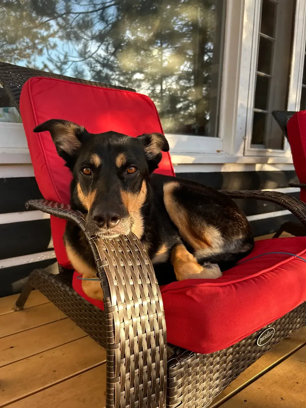 petpolicy
