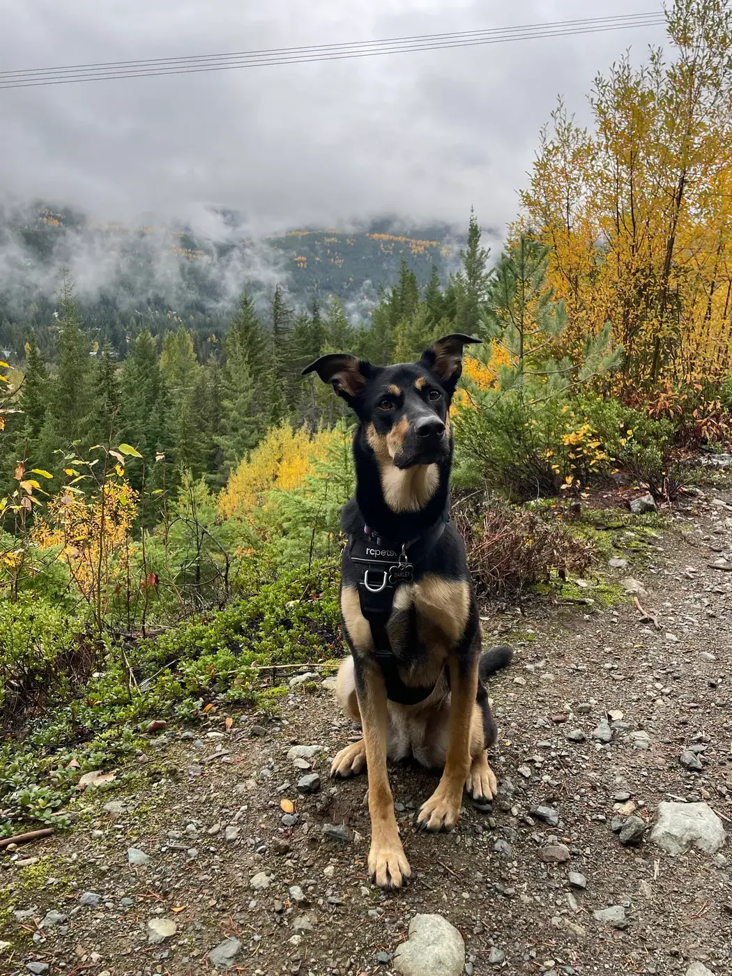 petpolicy