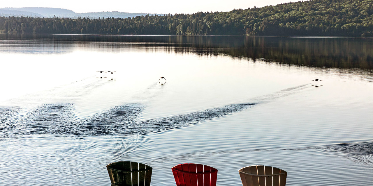 ducks taking morning flight while having breakgast on your porch