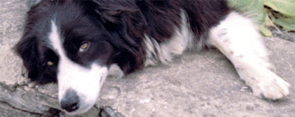 Border Collie