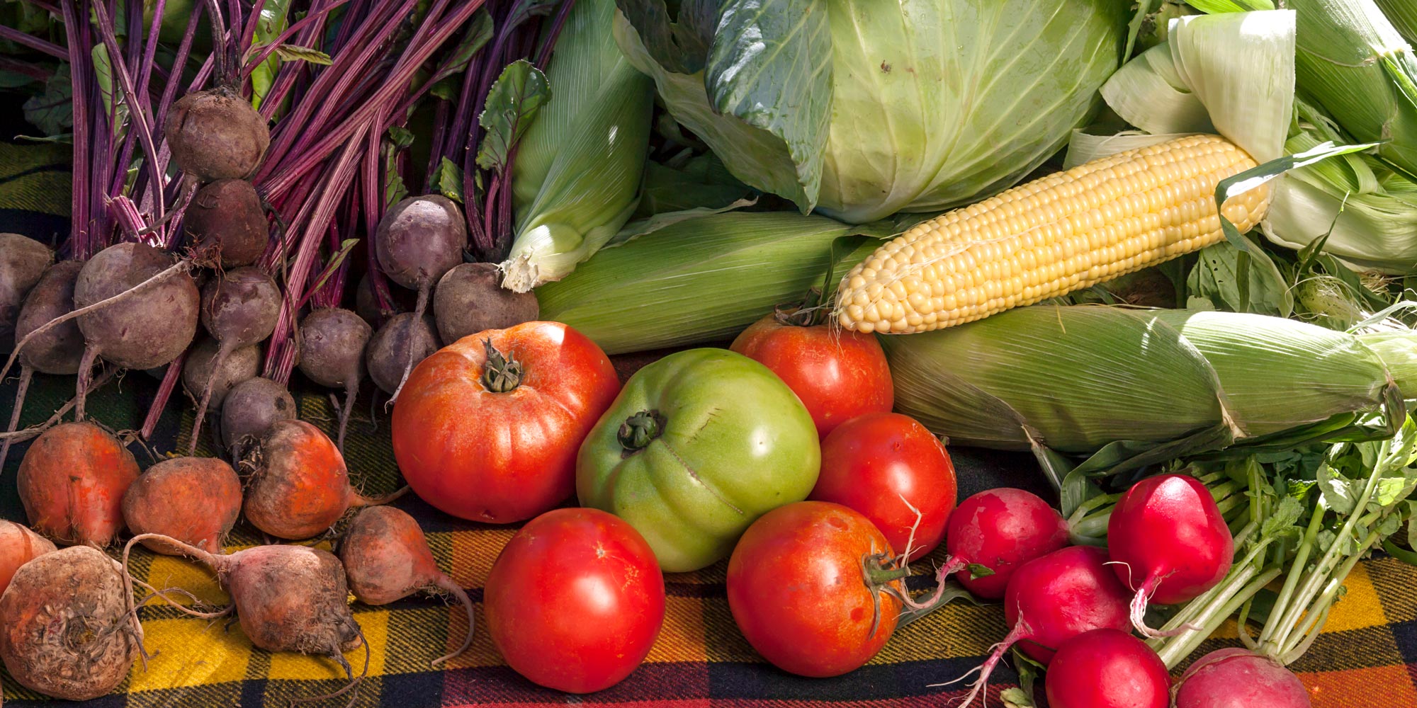 banner-veg-web_MG_8883