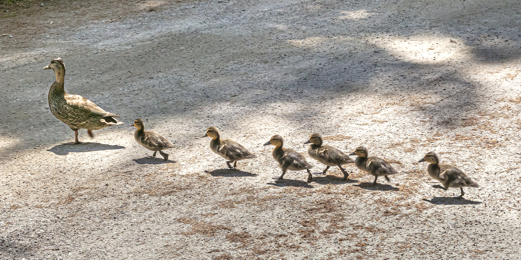 Gourmet food cabin delivery